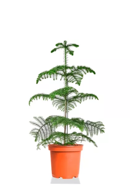 Араукария Гетерофилла 24/110 см