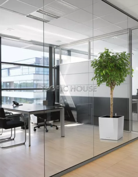 Фикус Бенджамина в CUBE 50