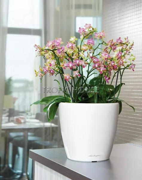 Кашпо LECHUZA CLASSICO LS 35х33 см