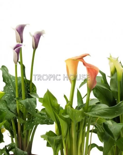 Калла подарочная в PURO 20