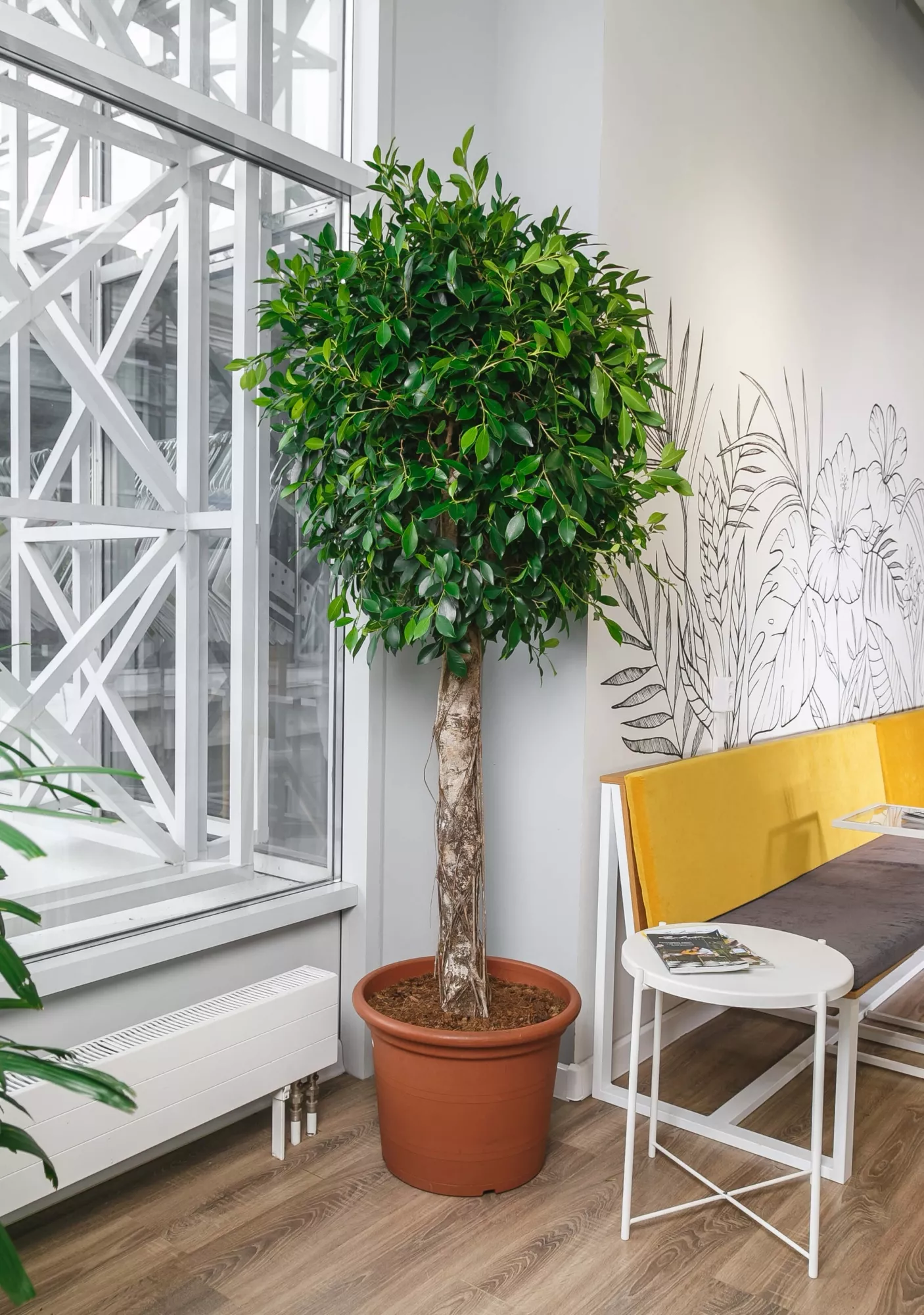 Фикус Бенджамина Нитида на штамбе 45/220 см