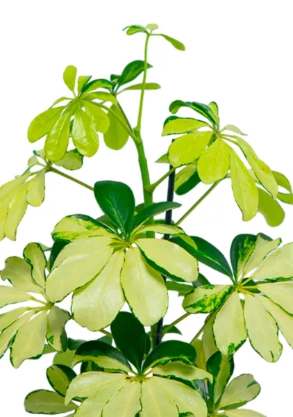 Шеффлера Мелани 12/40 в PURO 20