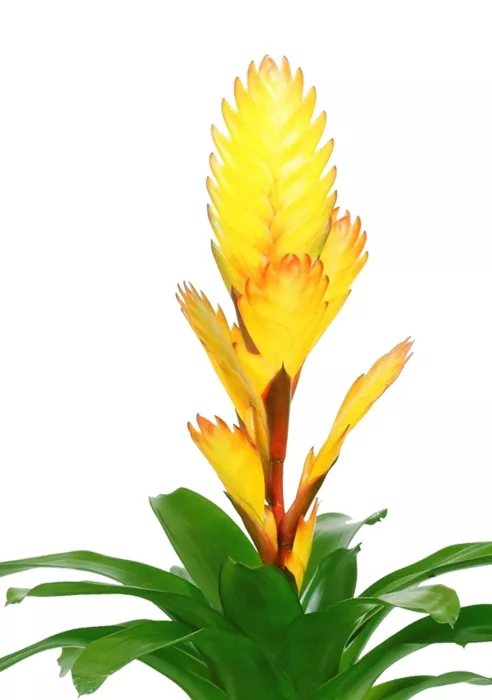 Вриезия желтая в PURO 20