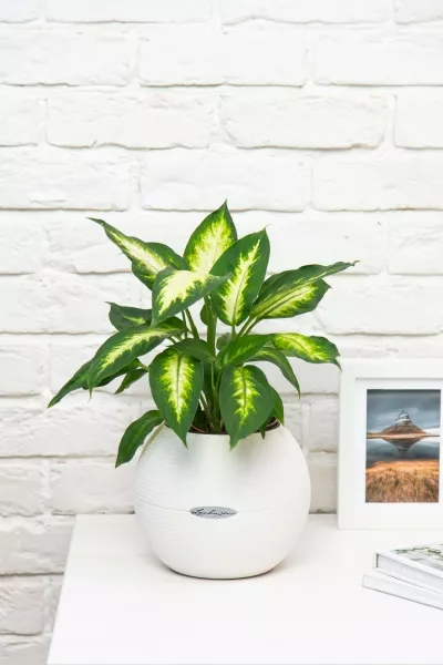 Диффенбахия Камилла 12/40 см в PURO 20