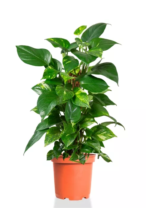 Сциндапсус на опоре 19/80 см