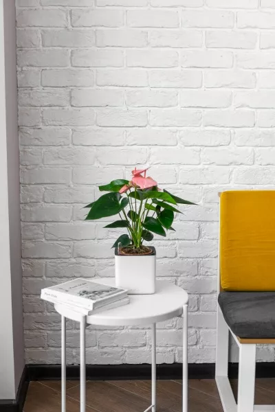 Антуриум розовый в CUBE GLOSSY 14