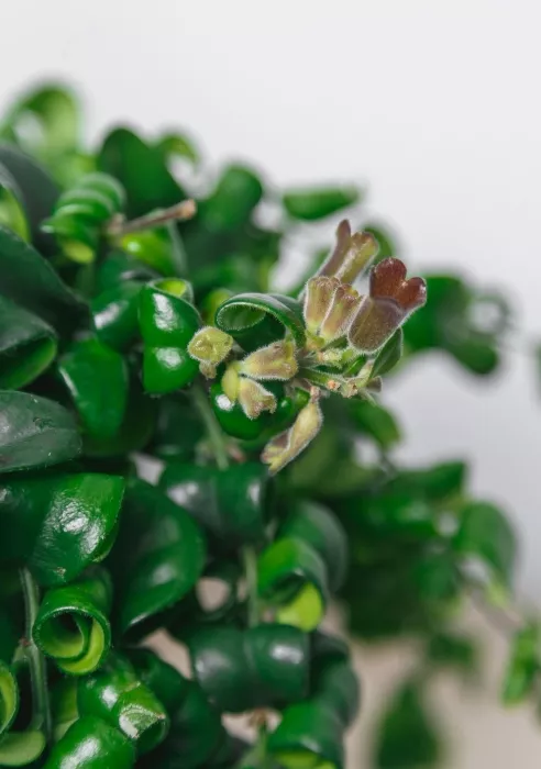 Эсхинантус в CLASSICO COLOR 21