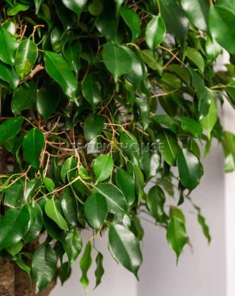 Фикус Бенджамина в CUBE 50