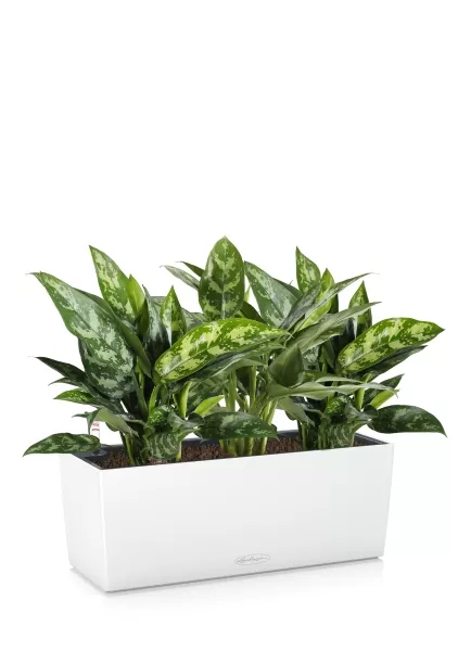 Аглаонема Мария в BALCONERA COLOR 50