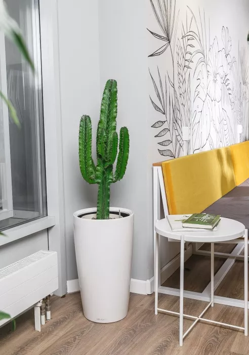 Кактус Канарский в RONDO 32