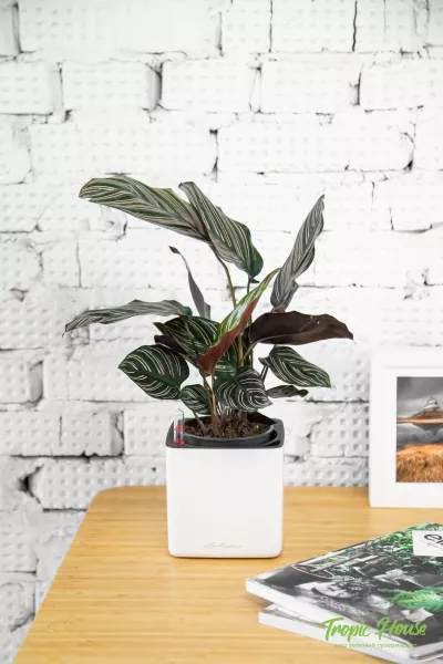 Калатея Сандериана в CUBE GLOSSY 14