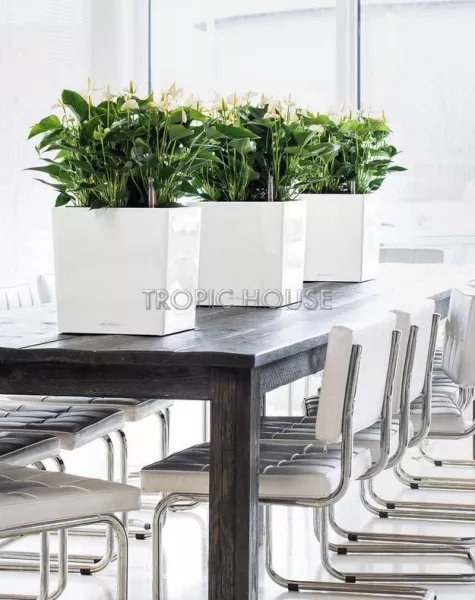 Кашпо LECHUZA CUBE 30х30см