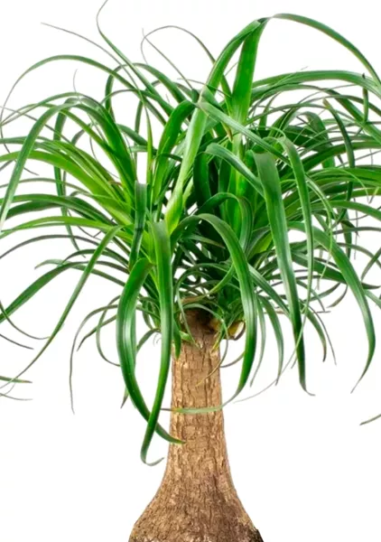 Нолина на стволе в CANTO STONE LOW 30