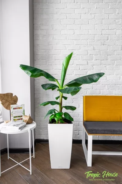 Банан 21/100 см