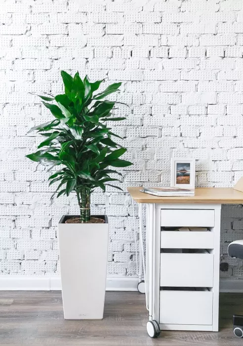 Драцена Джанет Линд СUBICO COLOR 30