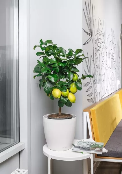 Лимон в CLASSICO 28