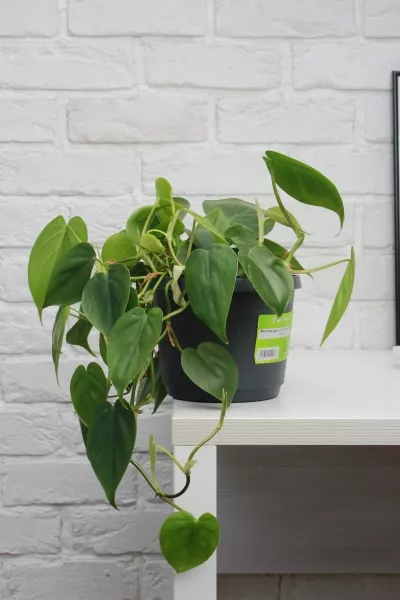 Филодендрон Сканденс 17/30 см в QUADRO LS 21