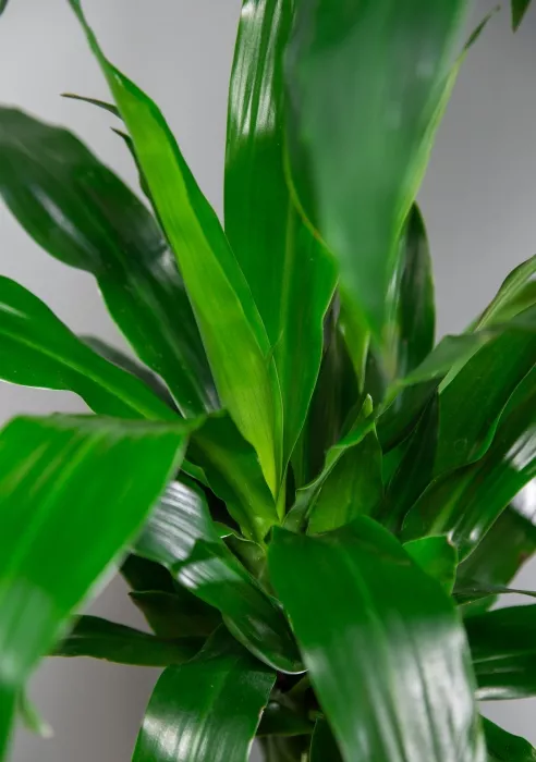 Драцена Джанет Крейг 4 ствола в CLASSICO COLOR 35