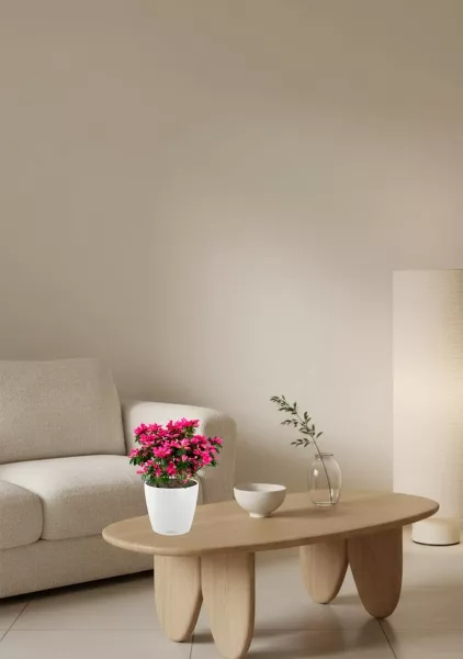 Азалия Фландрес розовая в CLASSICO COLOR 21