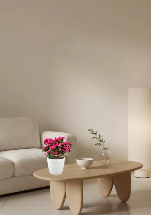 Азалия Фландрес розовая в CLASSICO COLOR 21