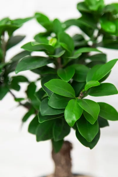 Набор "Бонсай" в CUBE 14