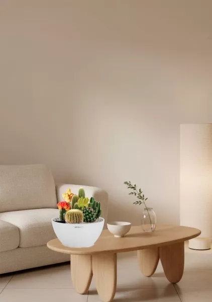 Композиция с кактусами в CUBETO COLOR 30