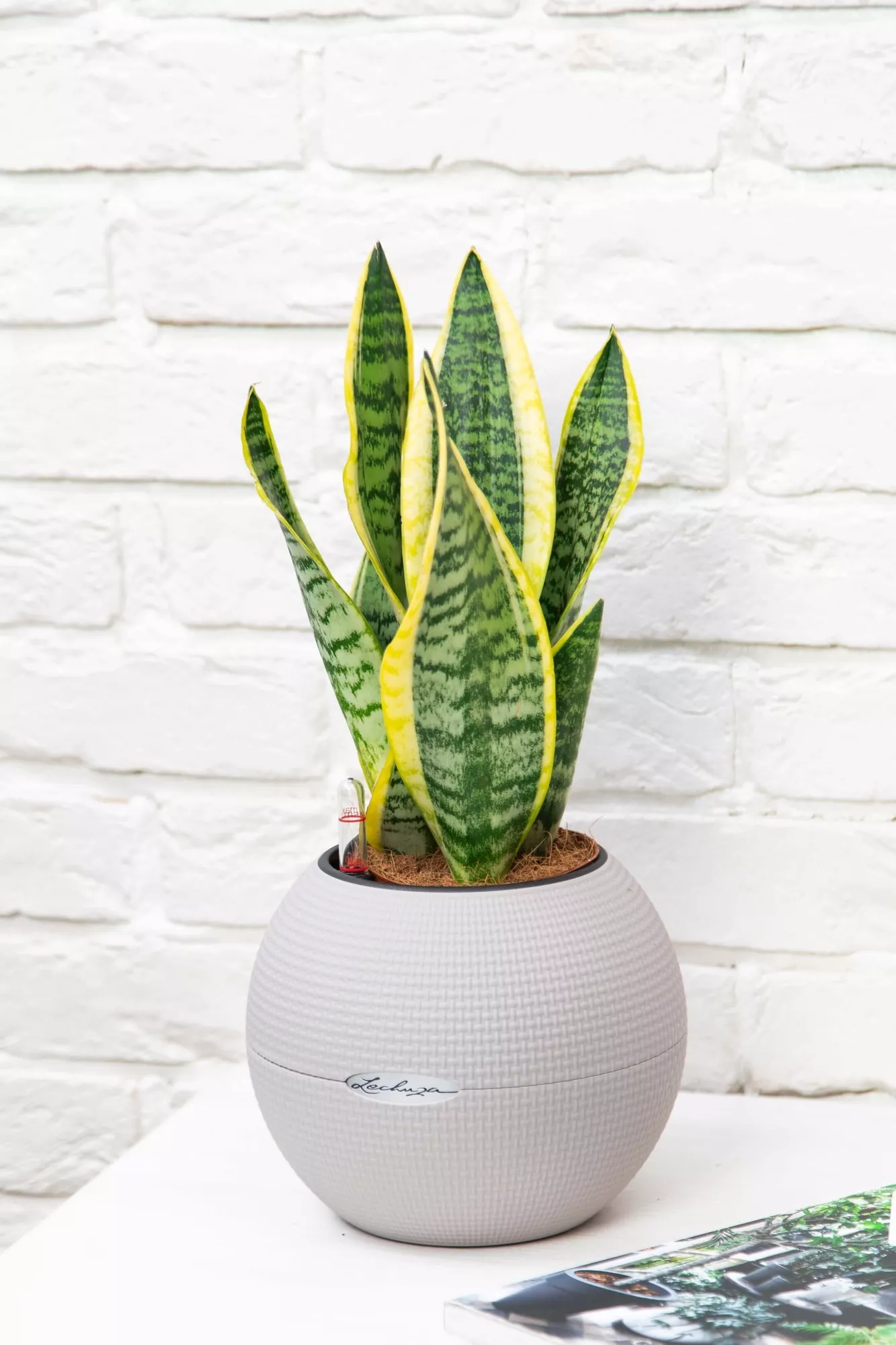 Сансевиерия Лауренти 12/40 см