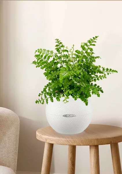 Папоротник Парвати 12/25 см в PURO 20