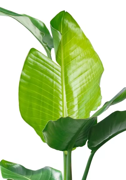 Стрелиция Николай 27/140 см в CANTO STONE HIGH 40