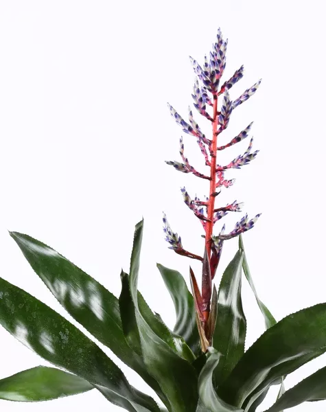 Эхмея Блю Рейн в CLASSICO LS 21