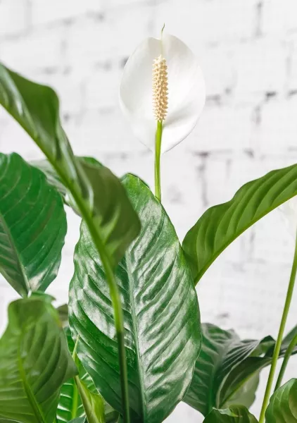 Спатифиллум 19/75 в CLASSICO COLOR 21