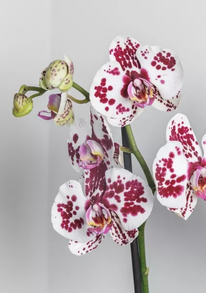 Орхидея Фаленопсис белая пятнистая 12/60 см