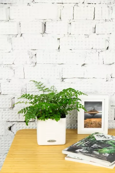 Папоротник Парвати 12/25 см