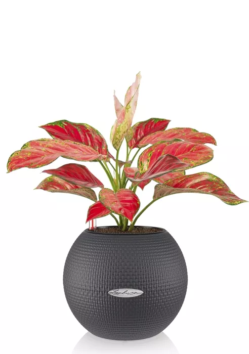 Аглаонема Корал Ред в PURO 20, серый