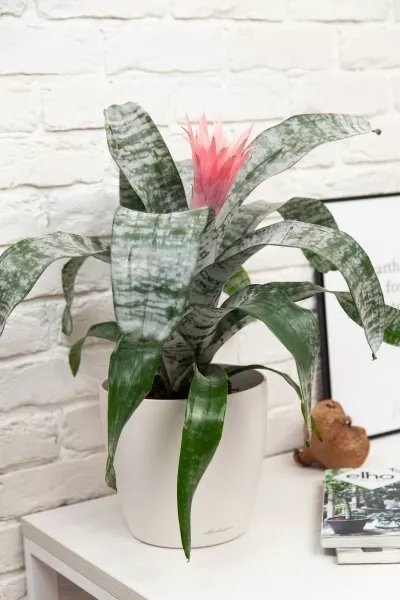 Эхмея 17/50 см