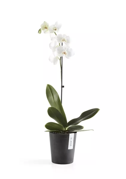 Ecopots MORINDA Orchid D14 H16