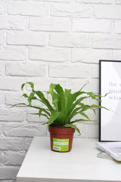 Асплениум Микс 12/25 см в CLASSICO COLOR 18