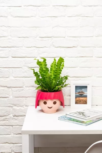 Асплениум Криспи в OJO