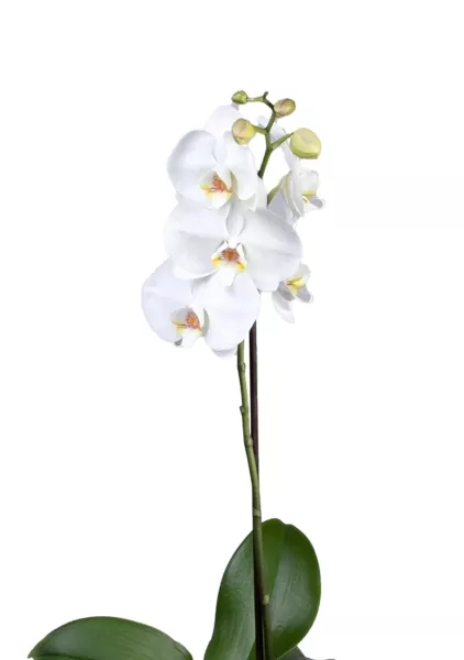 Орхидея Фаленопсис Софт Клауд 12/40 см