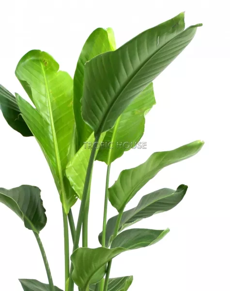 Стрелиция Николай в CILINDRO 32