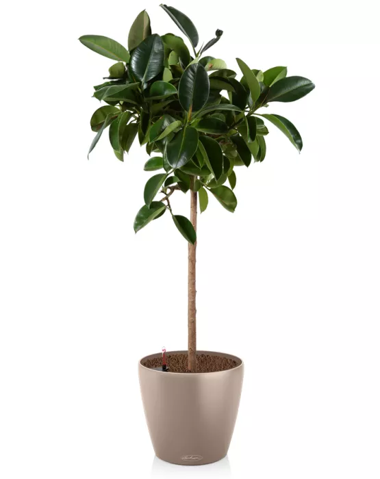 Фикус Эластика в CLASSICO Color 60, песочно-коричневый