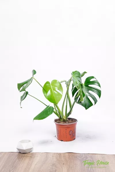 Монстера Делициоза 14/50 см в CLASSICO COLOR 18