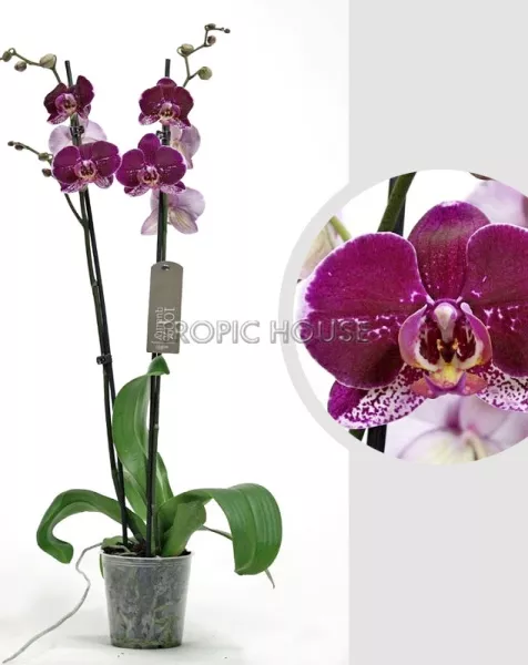 Орхидея Фаленопсис темно-фиолетовая 12/60 см