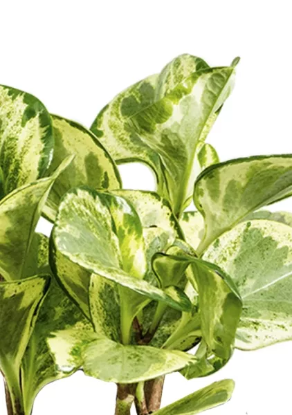 Пеперомия Голден Гейт 14/20 см в CUBE COLOR 16