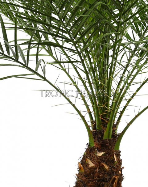 Финиковая пальма в CLASSICO 35