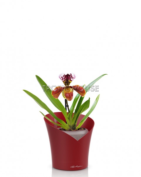 Орхидея Венерин башмачок ORCHIDEA 18/30 см, Ярко-красный матовый