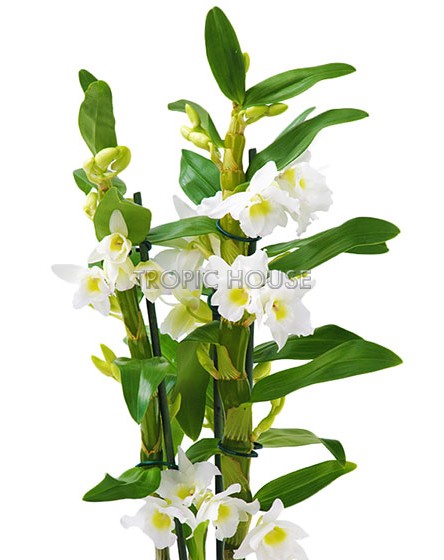 Орхидея Дендробиум белый в ORCHIDEA 18