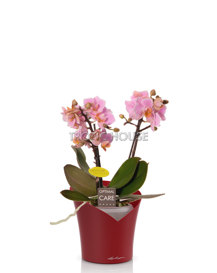Орхидея Романтика ORCHIDEA 18/40 см, Ярко-красный матовый