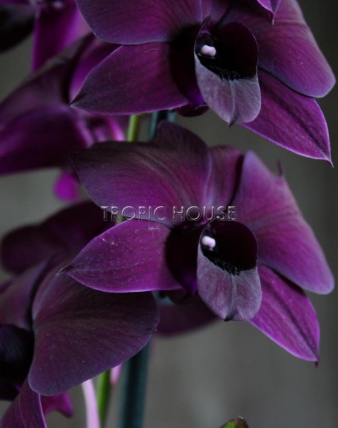 Орхидея Дендробиум Санок черный в ORCHIDEA 18