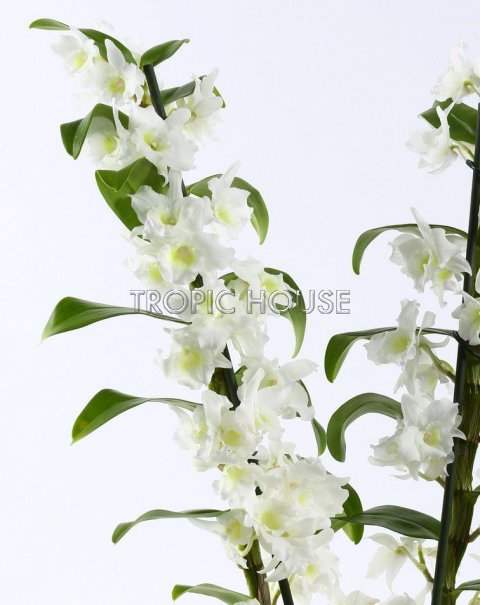 Орхидея Дендробиум в CLASSICO Color 21